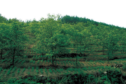 山胡椒種植基地